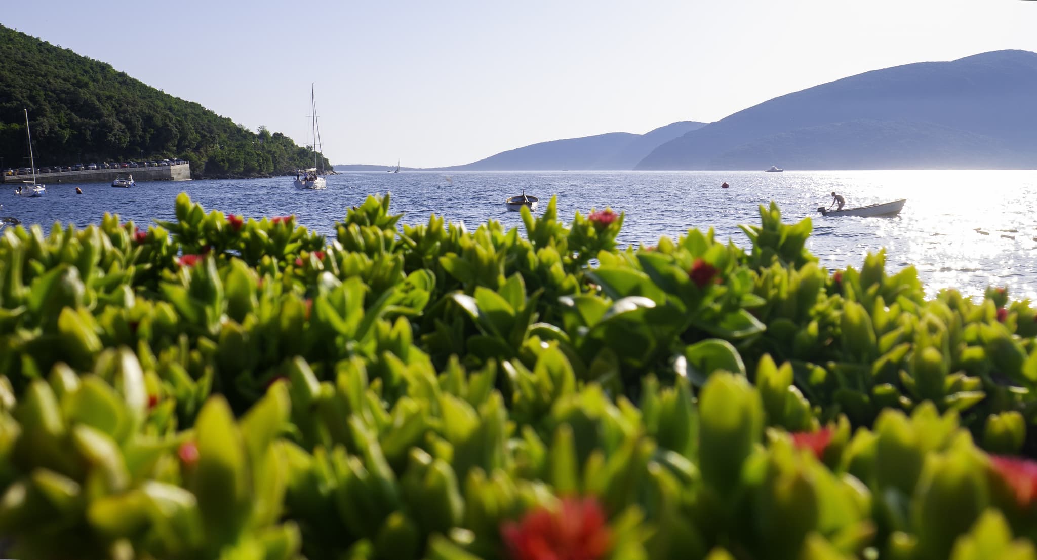 Rose - Péninsule de Luštica - Monténégro