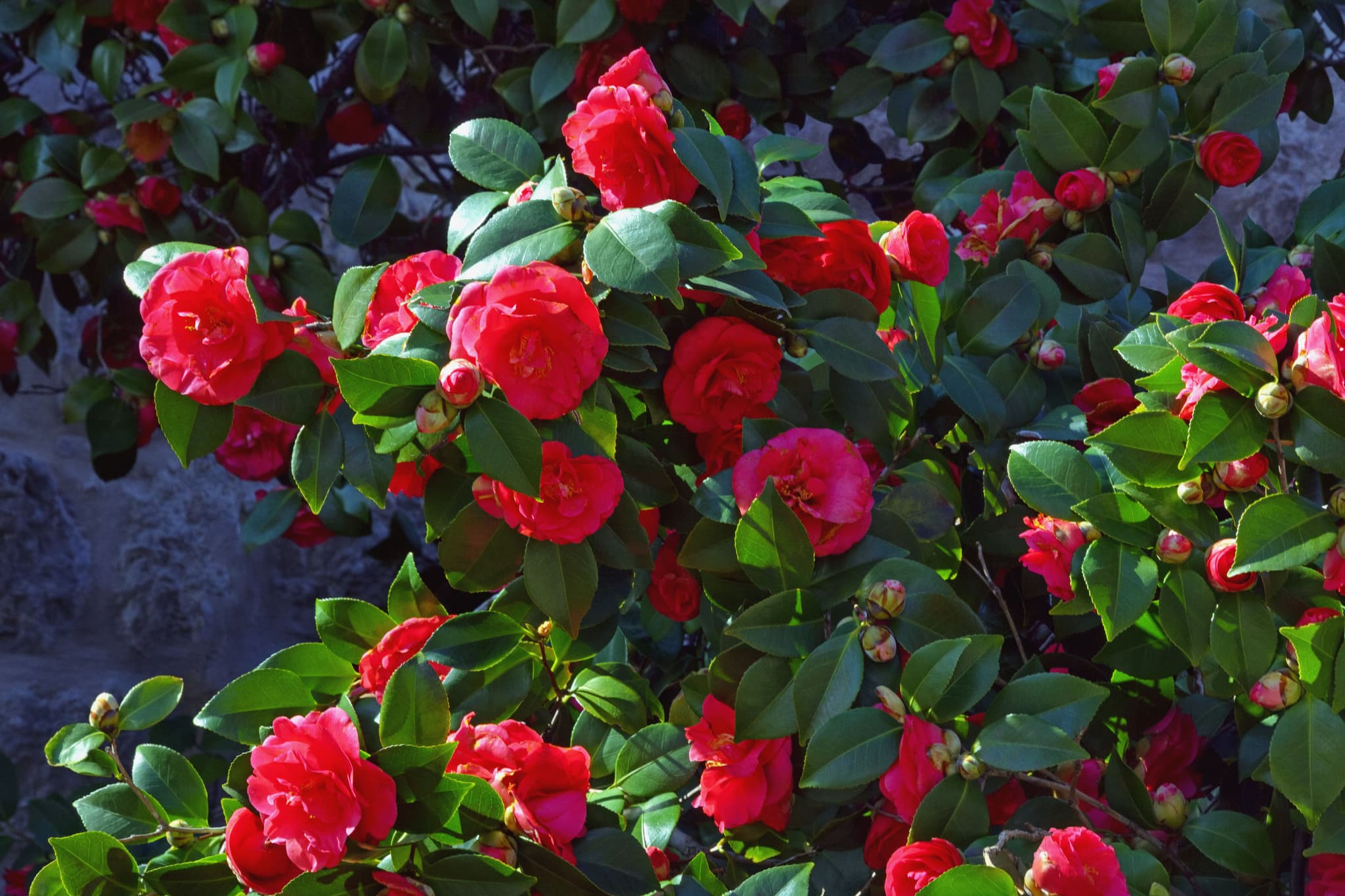 Основные причины посетить Черногорию