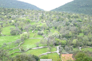 1024_02.spilja.masljinaci